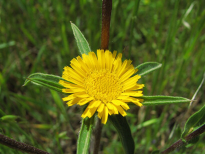 Asteriscus Aquaticus