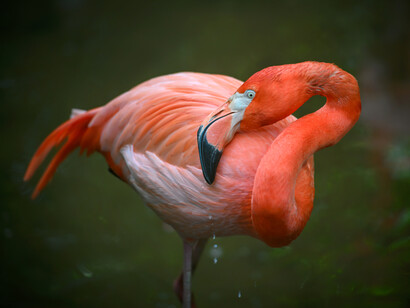Flamenco del Caribe