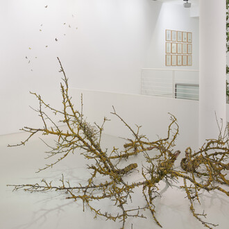 Sandra Ackermann, Anthropozoikum, exhibition view. Courtesy of Gallery Voss