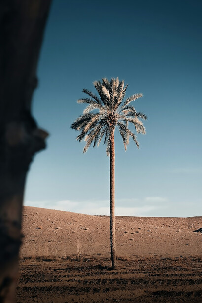 Bask in the tranquility of a desert landscape adorned with sun-warmed date palms beneath a radiant blue sky