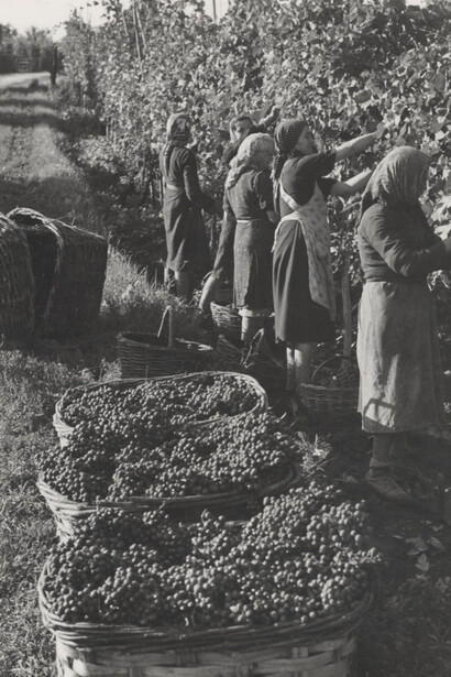 Vendemmia a Pavia nel 1950, Italia