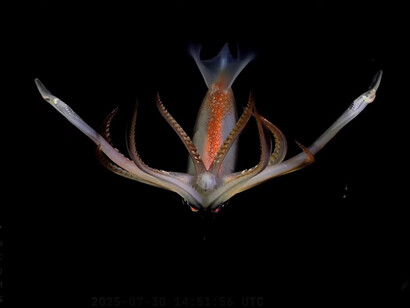 Ejemplar capturado durante la campaña “Underwater Oases of Mar Del Plata Canyon: Talud Continental IV”, llevada a cabo por investigadores del Consejo Nacional de Investigaciones Científicas y Técnicas (CONICET), en colaboración con la fundación Schmidt Ocean Institute
