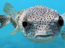 Pesce palla