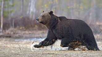 The bears lesson