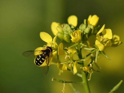 La senape grazie al suo forte calore stimola la lacrimazione