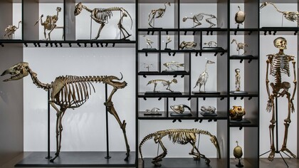 Esqueletos de animais e humanos integram uma exposição museológica dedicada à história da vida. A imagem coloca lado a lado diferentes formas de existência e evoca a longa trajetória evolutiva que precedeu o ser humano — sem que a evolução tenha necessariamente seguido um caminho em direção a ele