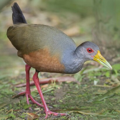 «Aramides cajanea plumbeicollis», recolectada y descrita por Zeledón. Foto: Guillermo Saborío (Asociación Ornitológica de Costa Rica)
