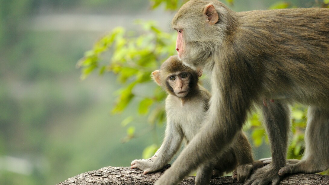 In animals breastfeeding is fundamental for a regular, healthy and safe growth 