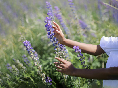 El roce cálido de los pétalos al sol, al caminar entre el jardín en verano, despierta memorias de tardes infinitas y risas sin preocupaciones