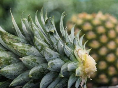 Pineapple
