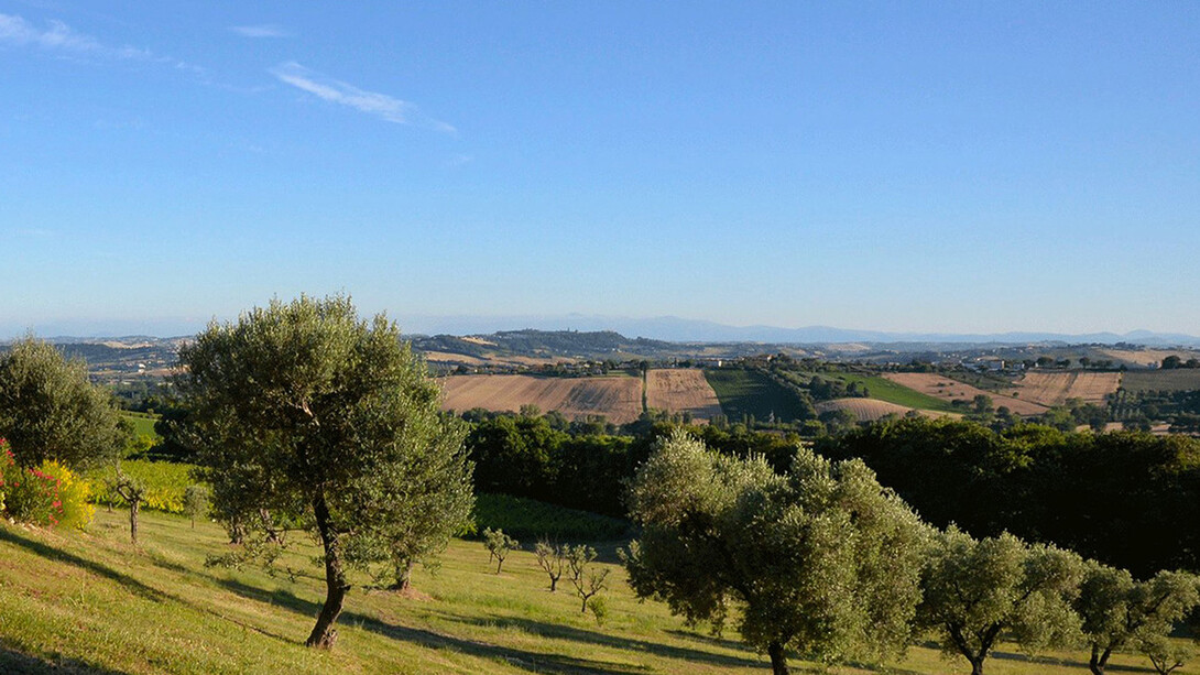 Ulivi marchigiani