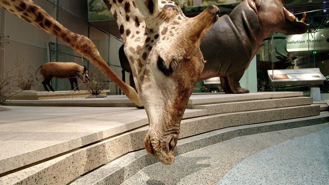 Kenneth E. Behring Family Hall of Mammals. Courtesy of Smithsonian's National Museum of Natural History