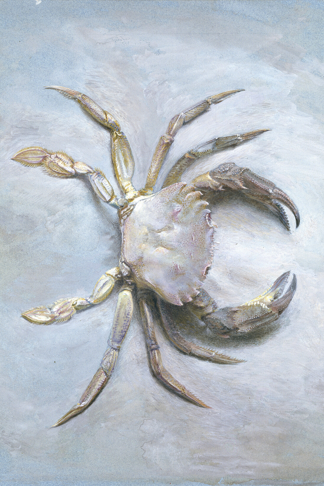 John Ruskin, Study of a Velvet Crab, 1870 (?), Bodycolour over graphite on blue wove paper; 31.5 x 24.5 cm, The Ashmolean Museum, Oxford. Presented by John Ruskin to the Ruskin Drawing School
