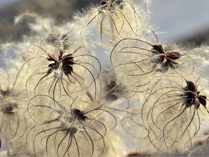 Flying seeds