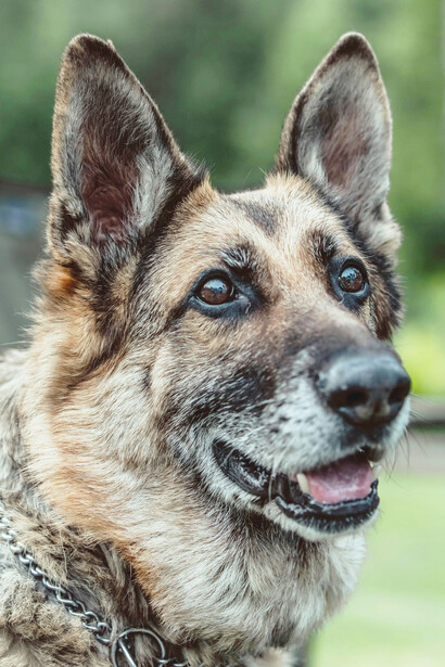 Su pasado callejero los hace reactivos, intuitivos y poco afectos al contacto físico inmediato, pero también profundamente leales una vez que confían