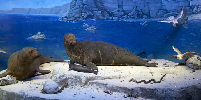 Black Sea seal. Courtesy of Grigore Antipa National Museum of Natural History