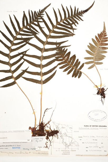 Botany. Courtesy of Royal BC Museum