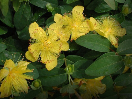 Hypericum calycinum