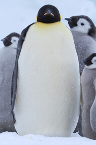 Emperor Chick © John Aitchison