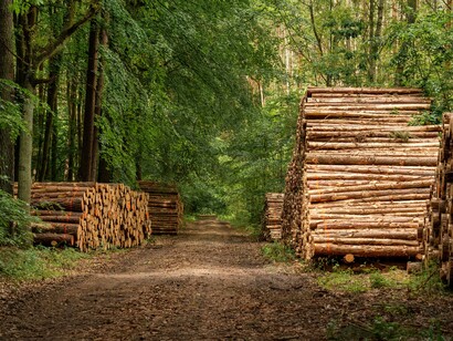 Freshly cut trees piled among green woodland, representing the environmental costs of exploiting Brazil’s natural resources