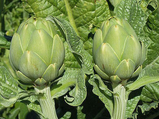 Como la chacra estuvo abandonada, había mucho trabajo por realizar