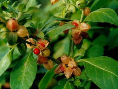 Ashwagandha (Withania somnifera)