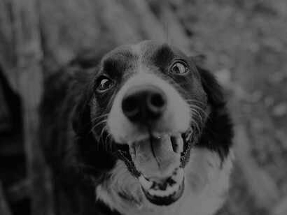 Border Collie entusiasta di essere in compagnia del suo amico