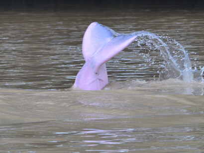 Buscando toninas en el Arauca