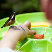La Galerie des papillons F. Jean MacLeod. Courtesy of Science Nord