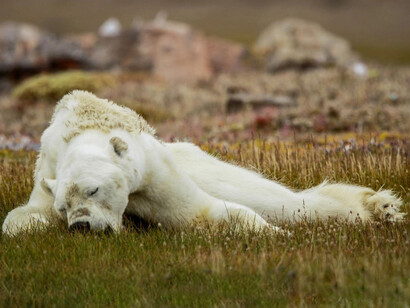 Un oso polar muriendo por hambre fue descubierto por el fotógrafo de National Geographic, Paul Nicklen, durante una expedición en las islas Baffin, 2018