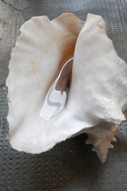 Namsal Siedlecki Rejoining, 2012. Conchiglia, acqua di mare. 40 x 25 x 30 cm
