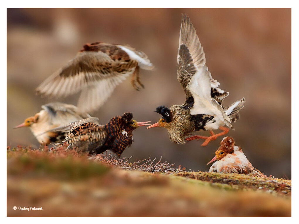 Ruffs on display, Ondrej Pelánek, Czech Republic / Wildlife Photographer of the Year 2015