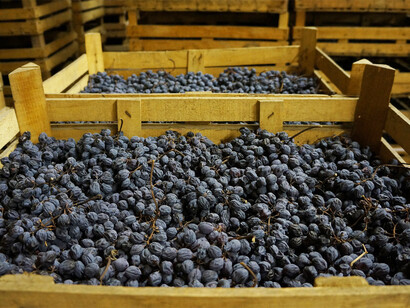 Vendemmia delle uve dell'Amarone