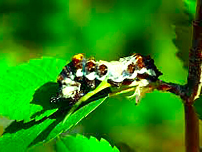 Larva de mariposa virrey