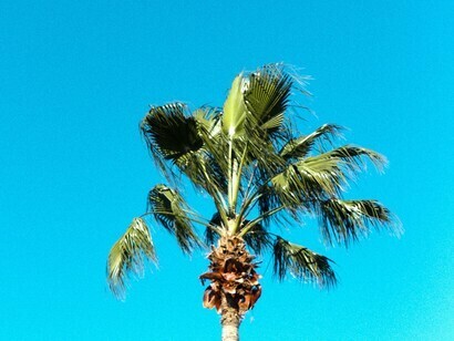Palm tree