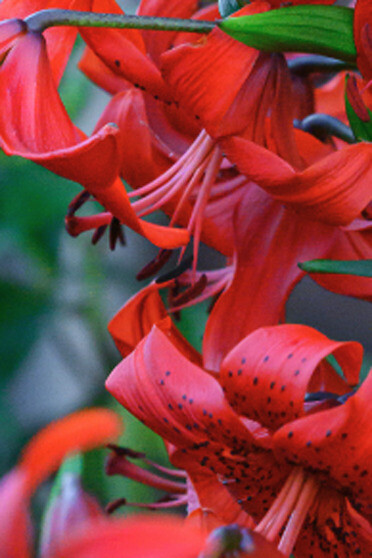 Despertar, en forma natural, más calmo y tranquilo pues responde al ritmo vital del cuerpo. Lirios rojos que anuncian el despertar de las flores