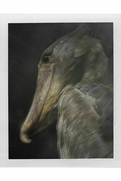 Sarah Moon, Balaeniceps rex, août 2013, © Sarah Moon courtesy Michael Hoppen Gallery