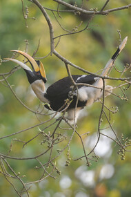 Dudhwa Tiger Reserve, ph. Aditya Havelia 