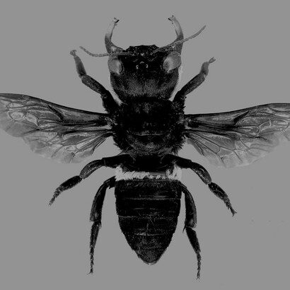 Abeja gigante de Wallace («Megachile pluto»)