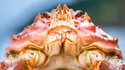 Granchi. Drammatici cambiamenti nel mare di Bering hanno avuto tra le loro conseguenze un collasso nella popolazione di granchi