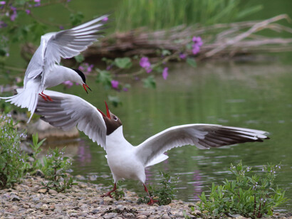 Common Tern and Black-headed Gull,  London Wetland © Gehan de Silva Wijeyeratne