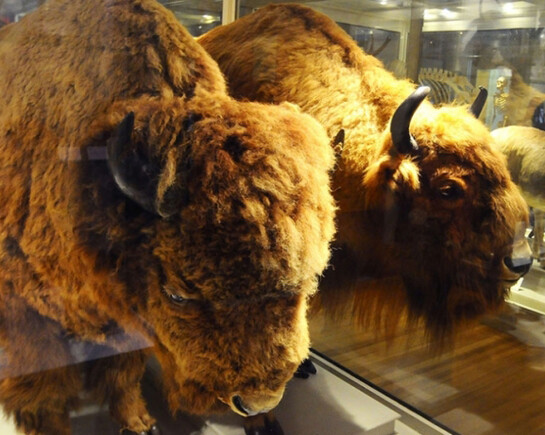 Great Mammal Hall. Courtesy of Harvard Museum of Natural History 