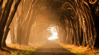 Camino rodeado de árboles en Costa Nacional de Point Reyes, Inverness, Estados Unidos