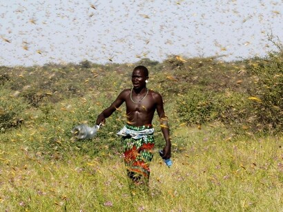 The invasion of enormous locust swarms is happening in a magnitude so immense that they have reached historical proportions