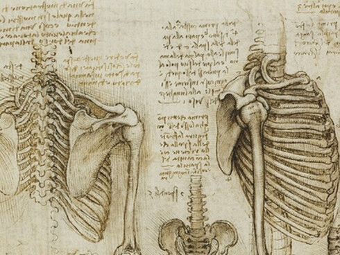 Leonardo, anatomia