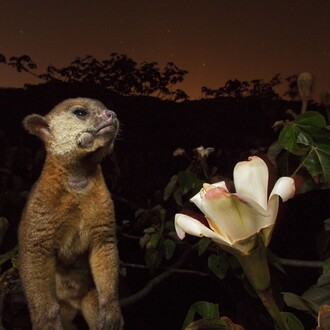 Christian Ziegler/National Geographic
Panama
Il muso cosparso di polline di questo cercoletto tradisce una scorpacciata notturna su un
albero di balsa.
