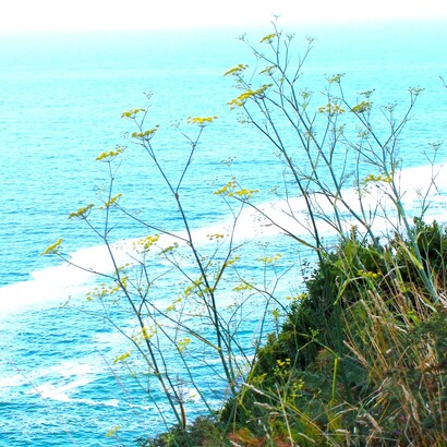 La costa atlántica, verdecente y pondaliana de todos los gallegos, de los que son entanto que son y de los que no son en tanto que no son