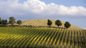 Umbria, vineyard vine rows