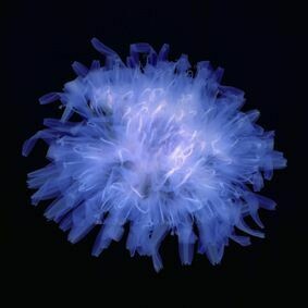 Yoishiro Nishimura, Pissenlit. Scangramme, impression jet d'encre, 210×297 mm. Tirage limité à 30. Minnano Gallery, Tokyo.