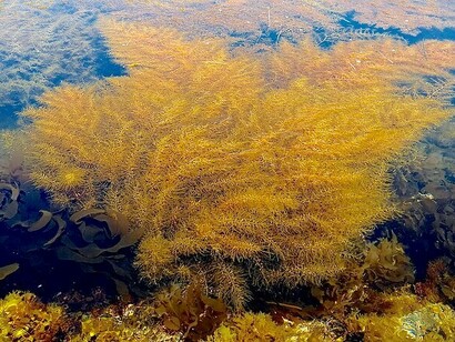 Algas Sargassum Horneri